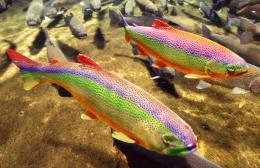 Colorful fish?